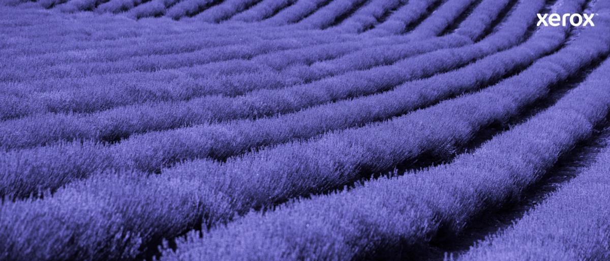 XEROX Toner Cartridge - High Capacity - 8000 Pages - Black